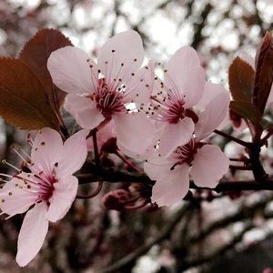 Meet your Posher, Clara